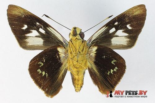 Thracides phidon