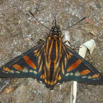 Phocides yokhara