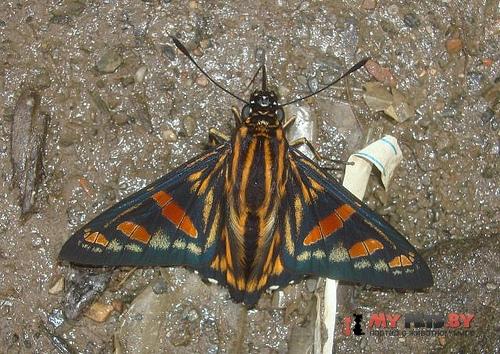 Phocides yokhara