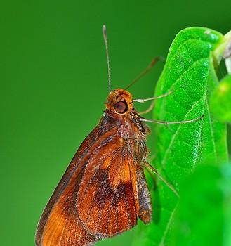 Miltomiges cinnamomea