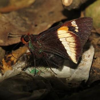 Sacrator polites