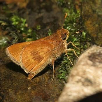 Wallengrenia premnas