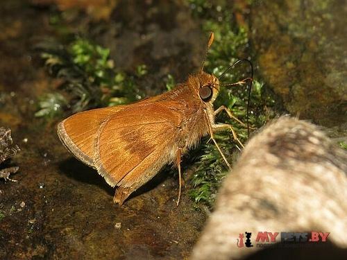 Wallengrenia premnas