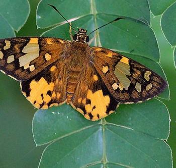 Celaenorrhinus galenus