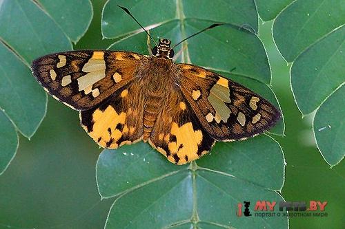 Celaenorrhinus galenus