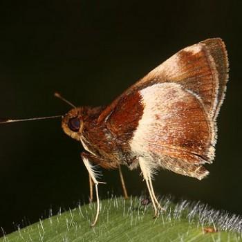 Remella cusillunia