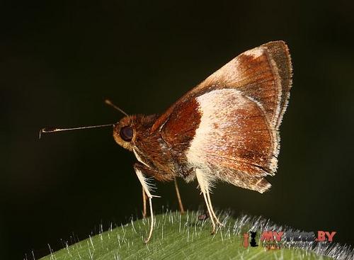 Remella cusillunia