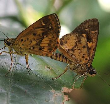 Pardaleodes sator