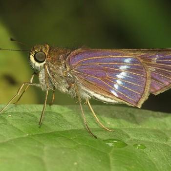 Panoquina lucas