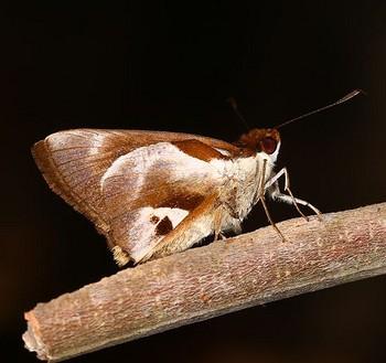 Vettius lucretius