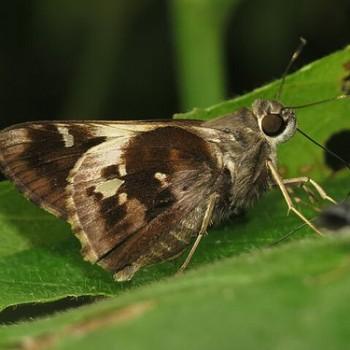 Vacerra bonfilius