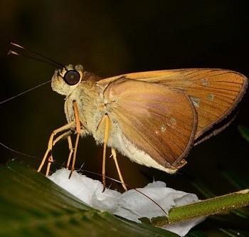Saliana triangularis