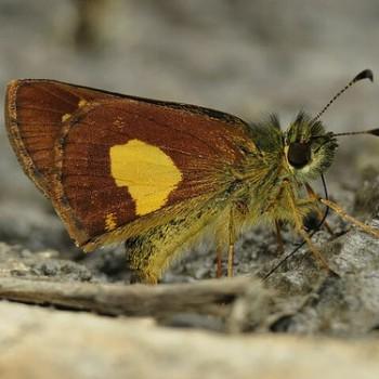 Dalla cypselus