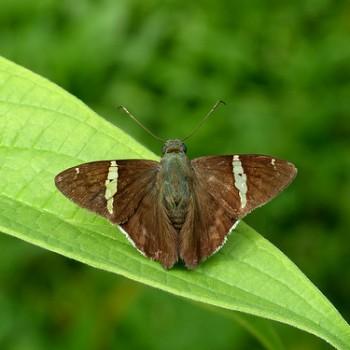 Autochton vectilucis