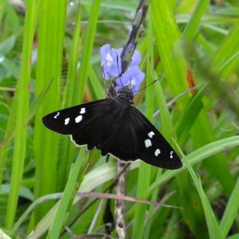 Polygonus savigny