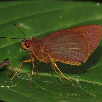 Vertica verticalis
