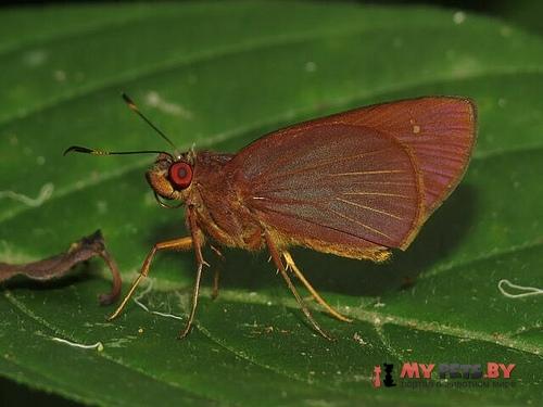 Vertica verticalis