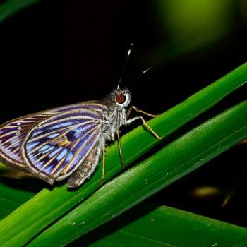 Phanes almoda