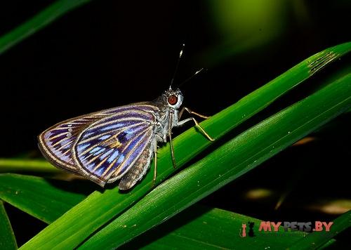 Phanes almoda