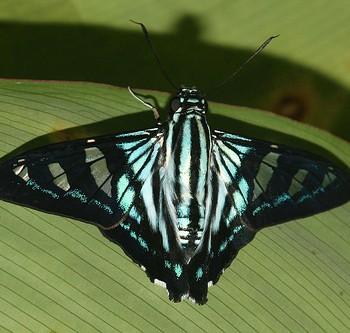 Phocides distans
