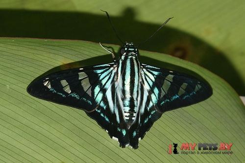 Phocides distans