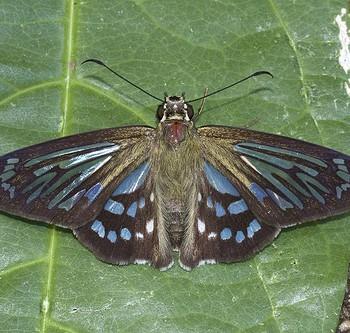 Phanus marshalli