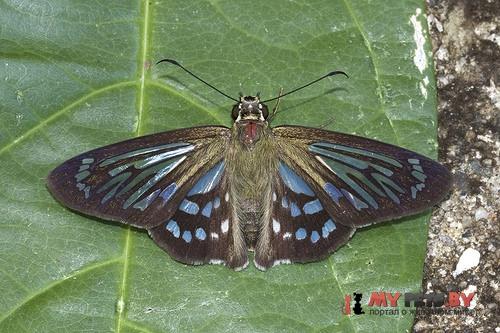 Phanus marshalli