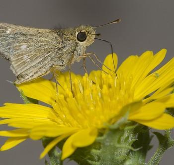 Panoquina panoquinoides