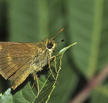 Wallengrenia egeremet