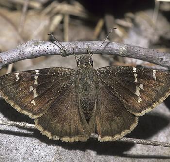 Thorybes bathyllus