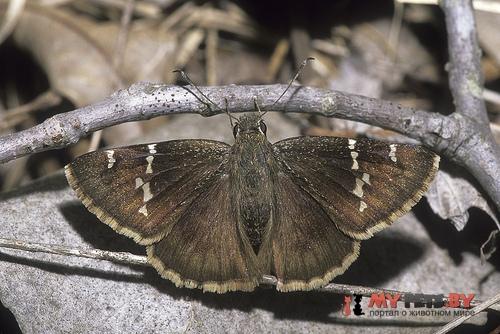 Thorybes bathyllus