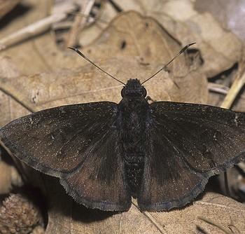 Thorybes pylades