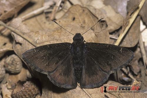 Thorybes pylades