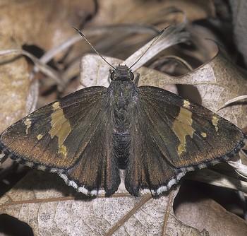 Achalarus lyciades