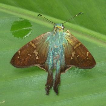 Aguna panama