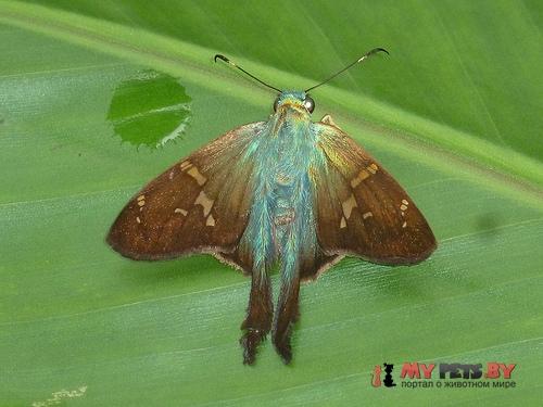 Aguna panama