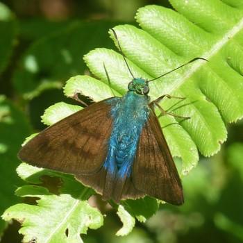 Astraptes latimargo