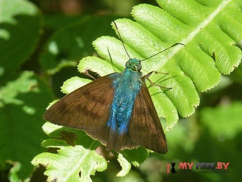 Astraptes latimargo