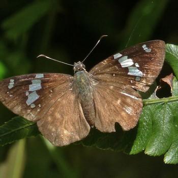 Celaenorrhinus songoensis