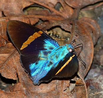 Porphyrogenes passalus