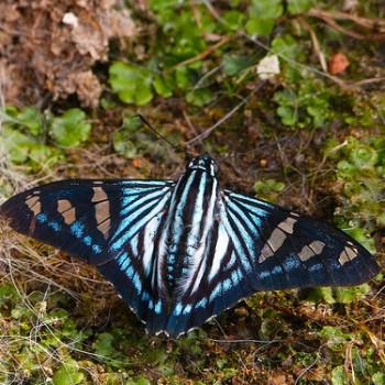 Phocides perillus