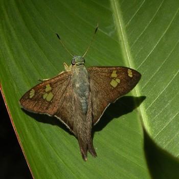 Polythrix caunus