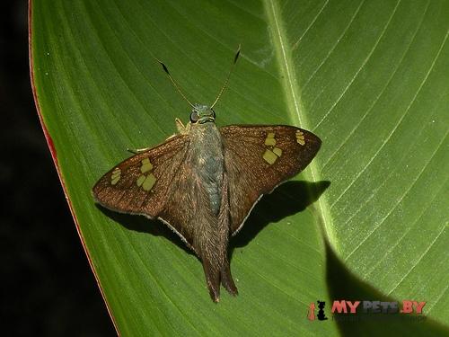 Polythrix caunus