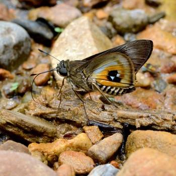 Tirynthoides lotana