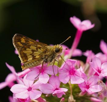 Polites peckius