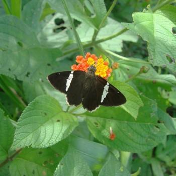 Autochton bipunctatus