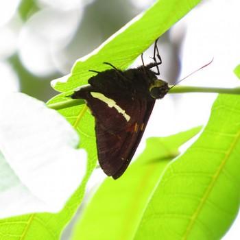 Epargyreus antaeus