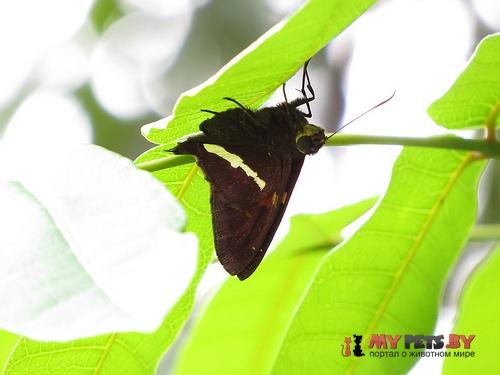 Epargyreus antaeus