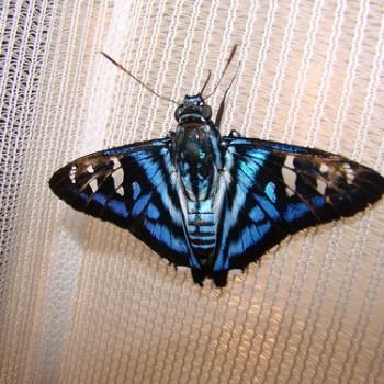Tarsoctenus papias