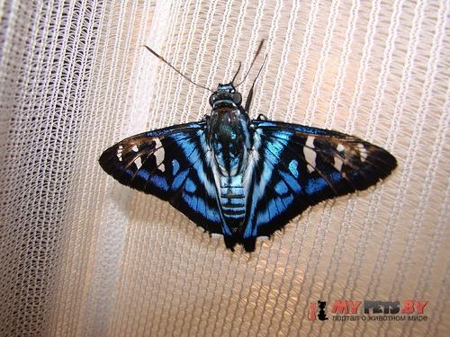 Tarsoctenus papias